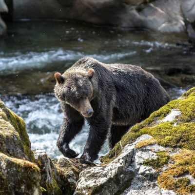 Canada Farewell Harbour Lodge Bear