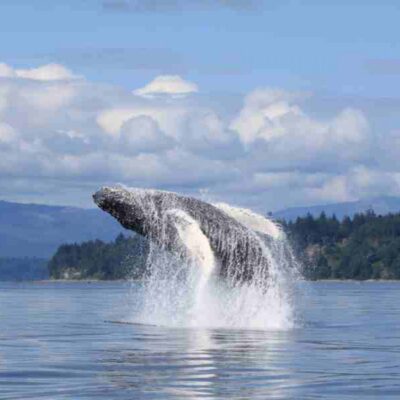 Canada Farewell Harbour Lodge Humpback Whale