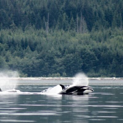 Canada Farewell Harbour Lodge Orcas