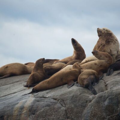 Canada Farewell Harbour Lodge Seals laying around