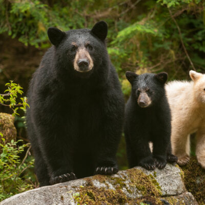 Mama bear and cubs in Great Bear Rainforest Credit Ian Mc Allister of Pacific Wild